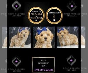 Maltipoo Puppy for sale in WARSAW, IN, USA