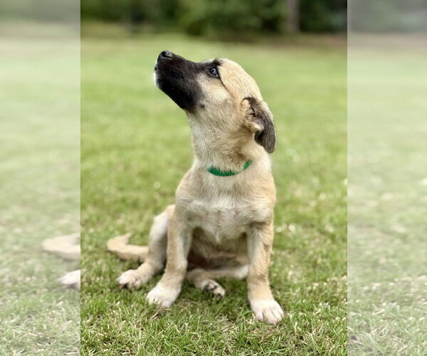 Medium Photo #4 Mutt Puppy For Sale in PIPE CREEK, TX, USA