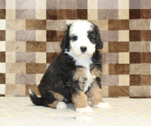 Medium Photo #1 Bernedoodle (Miniature) Puppy For Sale in DENVER, PA, USA
