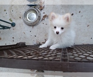 Pomeranian Puppy for sale in SPOTSYLVANIA, VA, USA