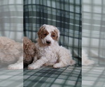 Small Photo #2 Poodle (Miniature) Puppy For Sale in FREDERICK, MD, USA