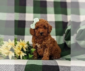 Goldendoodle (Miniature) Puppy for sale in COCHRANVILLE, PA, USA