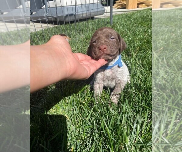 Medium Photo #2 German Shorthaired Pointer Puppy For Sale in ALTA LOMA, CA, USA
