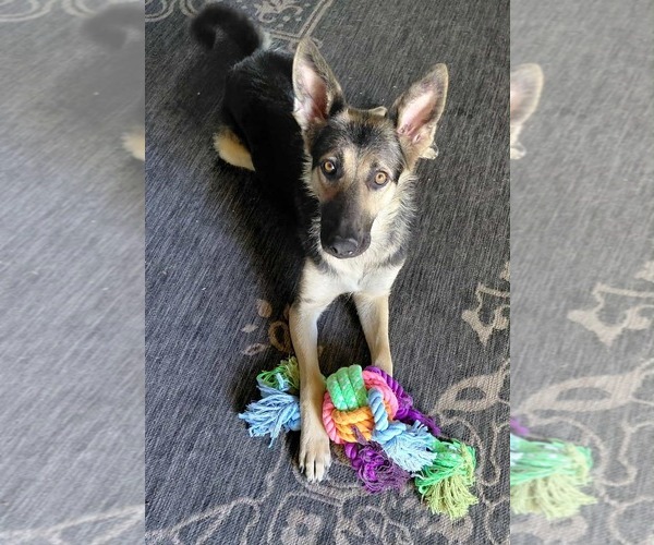 Medium Photo #3 German Shepherd Dog-Unknown Mix Puppy For Sale in MIDWAY, UT, USA