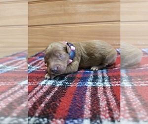 Goldendoodle Puppy for sale in WILLIAMSTOWN, KY, USA