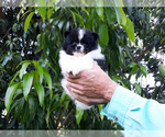 Small Photo #11 Pomeranian Puppy For Sale in WEST PALM BEACH, FL, USA