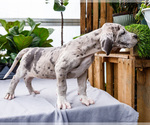 Small #12 Great Dane