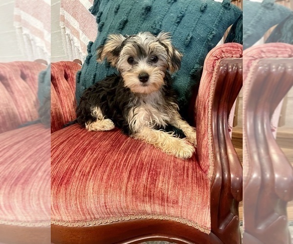 Medium Photo #2 Morkie Puppy For Sale in LEBANON, MO, USA