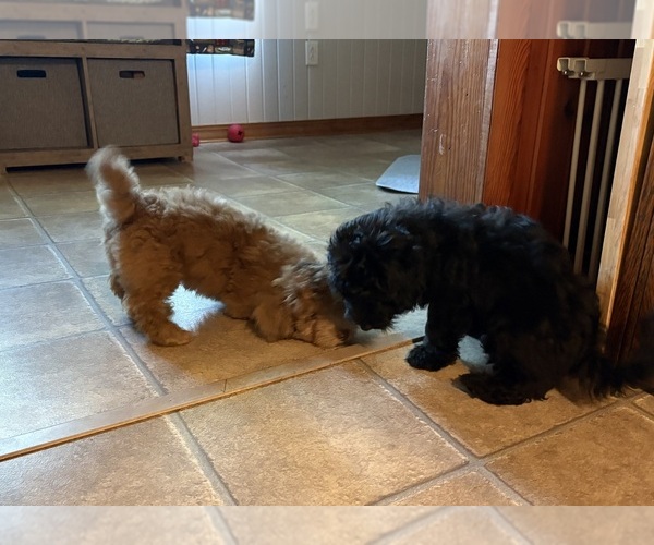 Medium Photo #2 Aussiedoodle-Labradoodle Mix Puppy For Sale in WAYNESFIELD, OH, USA