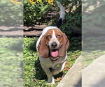 Small #4 Basset Hound