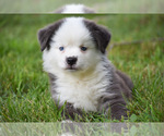 Small Photo #2 Australian Shepherd Puppy For Sale in EASTON, MO, USA
