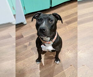 American Pit Bull Terrier-Labrador Retriever Mix Dogs for adoption in Brewster, NY, USA