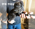Small Photo #4 Great Dane Puppy For Sale in DEVINE, TX, USA