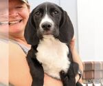 Small #4 Border Collie Mix