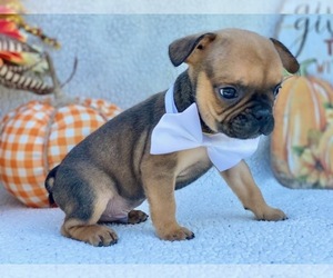Frengle Puppy for sale in LANCASTER, PA, USA