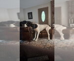 Small #3 Great Dane