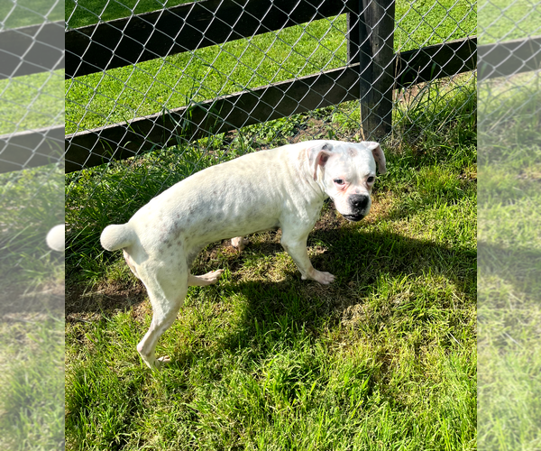 Medium Photo #3 Boxer Puppy For Sale in Burnsville, MN, USA