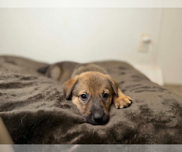 Medium Photo #2 German Shepherd Dog Puppy For Sale in Minneapolis, MN, USA