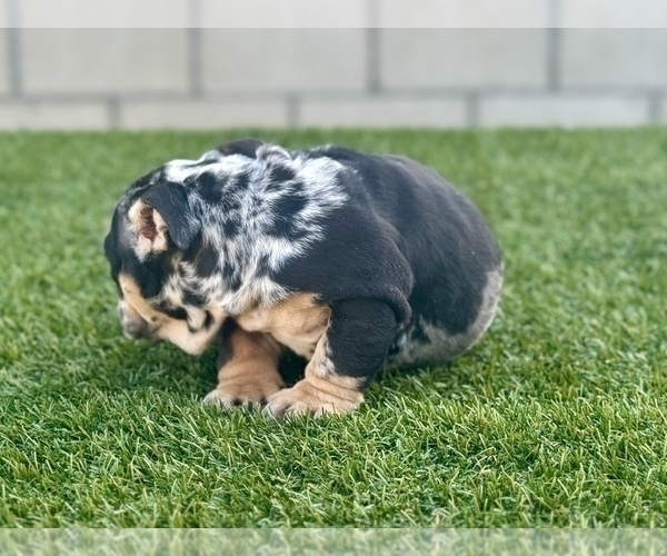 Medium Photo #10 English Bulldog Puppy For Sale in UNIVERSAL CITY, CA, USA