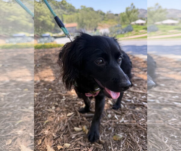 Medium Photo #3 Cocker Spaniel-Dachshund Mix Puppy For Sale in Lake Elsinore, CA, USA
