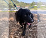 Small #2 Cocker Spaniel-Dachshund Mix