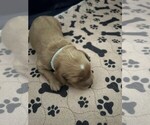 Puppy 1 Goldendoodle (Miniature)