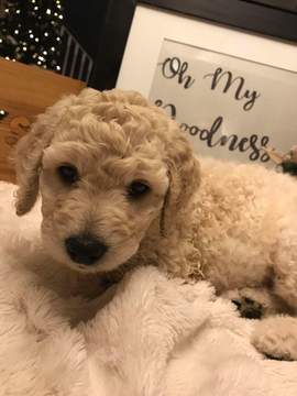 Medium Photo #1 Labradoodle Puppy For Sale in JACKSONVILLE, FL, USA