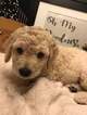 Small Photo #1 Labradoodle Puppy For Sale in JACKSONVILLE, FL, USA