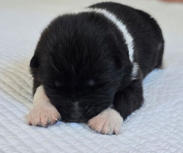 Medium Photo #4 Akita Puppy For Sale in STRAFFORD, MO, USA