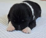 Small #3 Akita