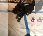 Small Photo #10 Doberman Pinscher Puppy For Sale in LINCOLN PARK, MI, USA