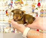 Small Yorkshire Terrier
