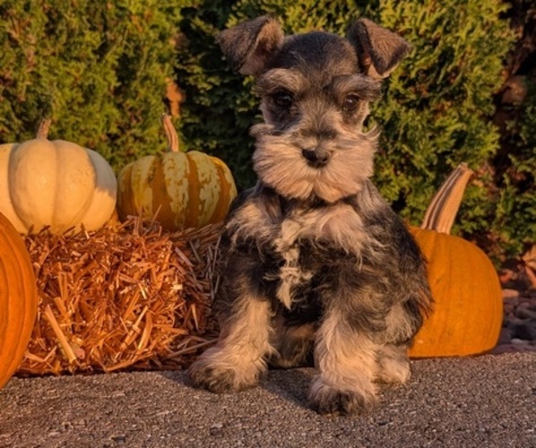 Medium Photo #5 Schnauzer (Miniature) Puppy For Sale in GOSHEN, IN, USA