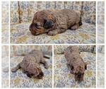 Small Photo #4 Miniature Bernedoodle Puppy For Sale in CUBA CITY, WI, USA