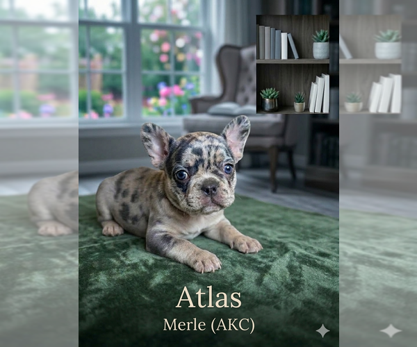 Medium Photo #1 French Bulldog Puppy For Sale in RENTON, WA, USA