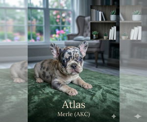 French Bulldog Puppy for sale in RENTON, WA, USA