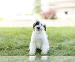 Small Photo #6 Schnauzer (Miniature) Puppy For Sale in WARSAW, IN, USA