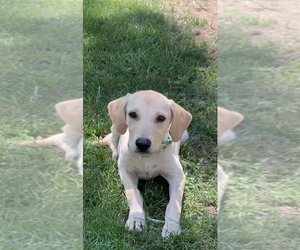 Labrador Retriever Puppy for sale in BLEAKWOOD, TX, USA