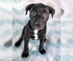 Small #4 American Pit Bull Terrier Mix