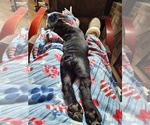 Small Photo #8 English Bulldog Puppy For Sale in LA PINE, OR, USA