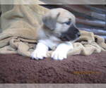 Small Photo #33 Anatolian Shepherd-Maremma Sheepdog Mix Puppy For Sale in LECANTO, FL, USA