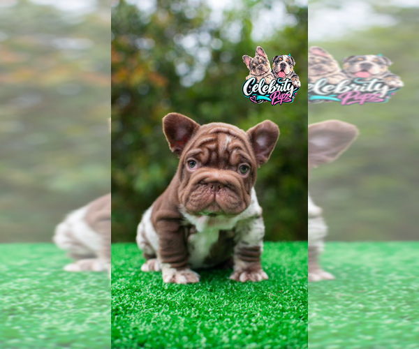 Medium Photo #5 French Bulldog Puppy For Sale in LAS VEGAS, NV, USA