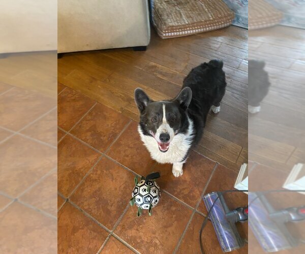 Medium Photo #2 Mutt Puppy For Sale in Denver , CO, USA