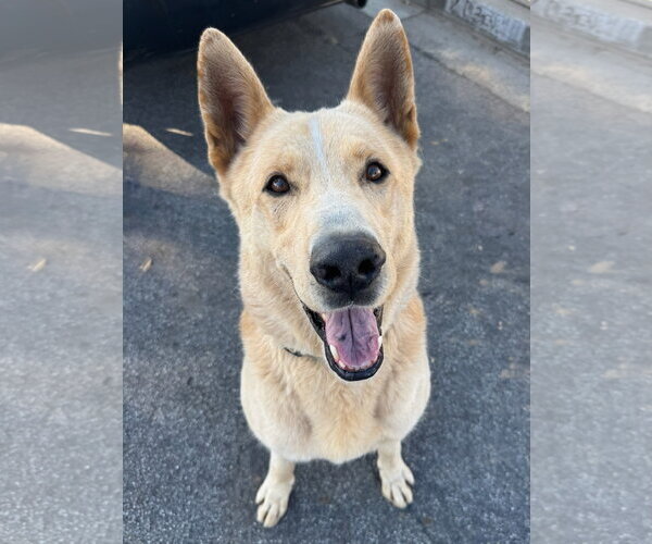 Medium Photo #3 Mutt Puppy For Sale in Newport Beach, CA, USA