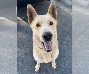 Big Boy - Male Mutt Dog for Adoption - Photo #3