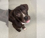 Small Labrador Retriever Mix
