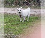 Small #2 American Eskimo Dog