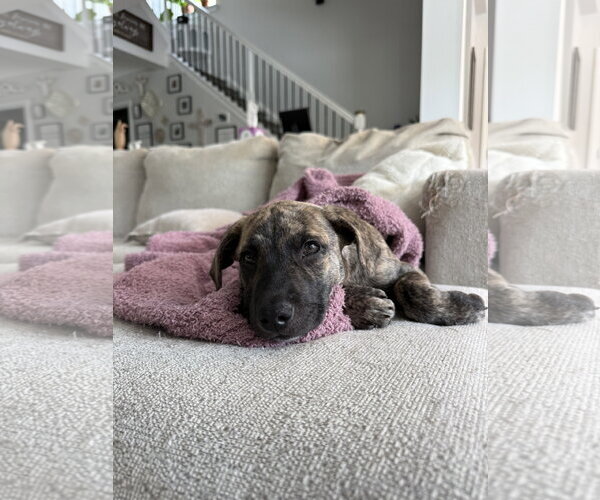 Medium Photo #5 Black Mouth Cur-Unknown Mix Puppy For Sale in Ball Ground, GA, USA