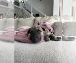 Small #4 Black Mouth Cur Mix