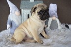 Small Photo #4 Pug Puppy For Sale in HONEY BROOK, PA, USA